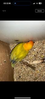 agapornis baby goed om tam te maken, Dieren en Toebehoren, Geslacht onbekend, Dwergpapegaai of Agapornis, Tam