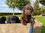 Mooie labrador pups, Dieren en Toebehoren, Honden | Retrievers, Spaniëls en Waterhonden, Rabiës (hondsdolheid), 8 tot 15 weken