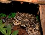 Crotalus atrox, Slang, 3 tot 6 jaar