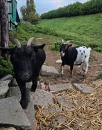 Twee dwerggeiten, Dieren en Toebehoren, Schapen, Geiten en Varkens, Vrouwelijk, Geit