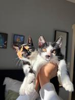Nog 2 Kittens over! Een lief Mannetje & Vrouwtje uit Boskoop, Dieren en Toebehoren, Katten en Kittens | Overige Katten, Meerdere dieren