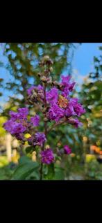 Lagerstroemia indica purple / paarse bloemen / multistam ‼️, Tuin en Terras, Planten | Bomen, Zomer, 400 cm of meer, Ophalen, Volle zon