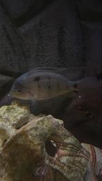 Amerikaanse cichlide (Maskaheros argenteus), Vis