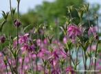 akelei rose/paars nu 2 euro p.s., Tuin en Terras, Planten | Tuinplanten, Vaste plant, Lente, Overige soorten, Ophalen