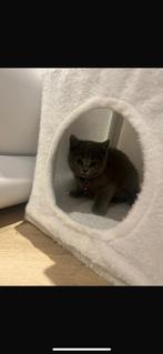 Britse korthaar kittens, Poes