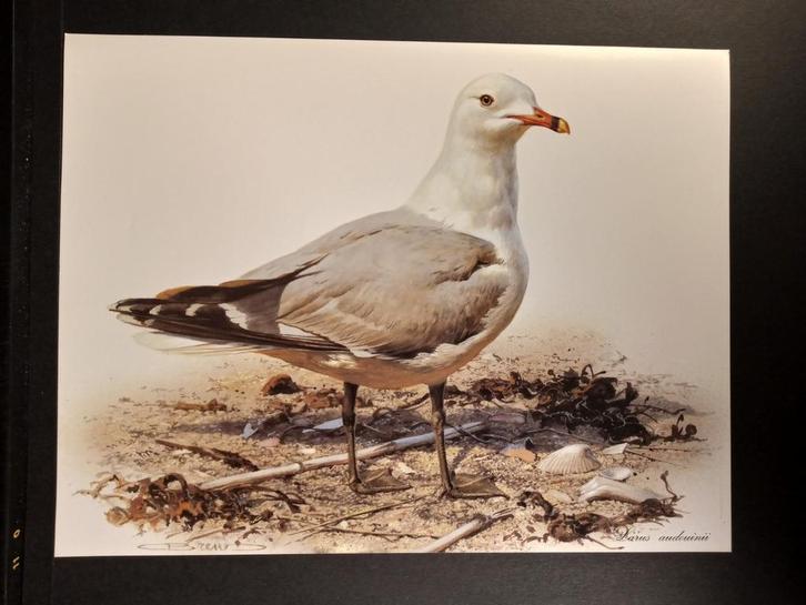 Audouin Meeuw, Verzamelen, Foto's en Prenten, Zo goed als nieuw, Prent, Dier, 1960 tot 1980, Verzenden