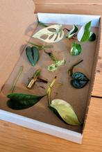 Stekjesbox specials variegata, Huis en Inrichting, Kamerplanten, Ophalen, Overige soorten, Minder dan 100 cm