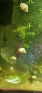 Appel slakjes, Dieren en Toebehoren, Vissen | Aquaria en Toebehoren, Ophalen