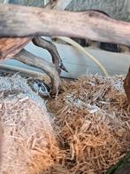 Haakneusslang wildkleur, Dieren en Toebehoren, Reptielen en Amfibieën, Slang, Tam