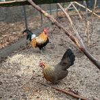 Hollandse kriel hen en haan kippen, Dieren en Toebehoren, Pluimvee, Meerdere dieren, Kip