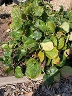 Stekjes aardbei Malwina, Tuin en Terras, Planten | Tuinplanten, Ophalen of Verzenden, Zomer, Volle zon