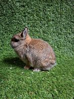 Kleurdwerg konijgrijs voedster, Dieren en Toebehoren, Konijnen, Vrouwelijk, Dwerg, 0 tot 2 jaar