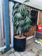 Nep kamerplant, Tuin en Terras, Planten | Bomen, Ophalen, Volle zon, Overige soorten, Minder dan 100 cm