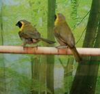 Cubavinken  2 mannen., Meerdere dieren