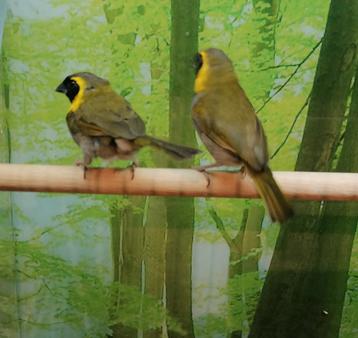 Cubavinken  2 mannen.  beschikbaar voor biedingen