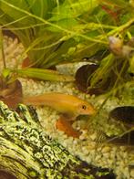 Chinese algeneter goud, Dieren en Toebehoren, Vissen | Aquaria en Toebehoren, Ophalen