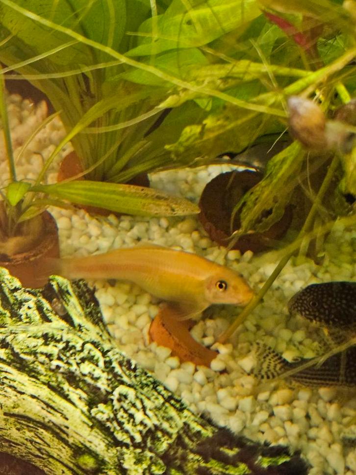 Chinese algeneter goud, Dieren en Toebehoren, Vissen | Aquaria en Toebehoren, Ophalen