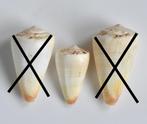 Schelpen: Conus reductaspiralis 26-35,1mm  Australië, Verzamelen, Mineralen en Fossielen, Ophalen of Verzenden, Schelp(en)