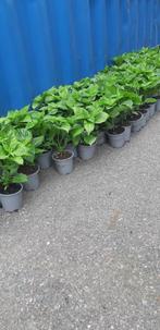 Madame Jeanette en meer surinaamse plantjes, Tuin en Terras, Ophalen, Overige soorten, Minder dan 100 cm