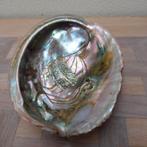 Abalone schelp/ paua  shell #1, Verzamelen, Ophalen of Verzenden, Schelp(en)