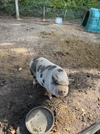 Mini varken, Dieren en Toebehoren, Schapen, Geiten en Varkens, Mannelijk, Varken, 0 tot 2 jaar