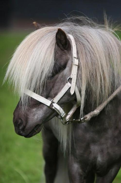 Ter dekking: prachtige zilverappel minihengst, Dieren en Toebehoren, Paarden en Pony's | Dekhengsten en Fokmerries, Hengst