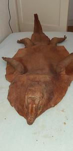 opgezette dieren, Verzamelen, Dierenverzamelingen, Ophalen, Gebruikt, Reptiel of Amfibie, Overige typen