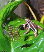 Epipedobates Anthonyi (tricolor), Amfibie
