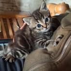 Lieve kitten, Dieren en Toebehoren, Katten en Kittens | Overige Katten, Poes