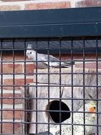 Valkparkiet, Geslacht onbekend, Parkiet