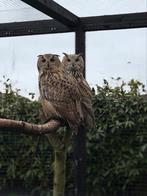 Koppel siberische oehoes, Dieren en Toebehoren, Meerdere dieren, Roofvogel