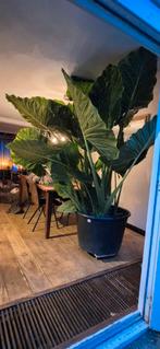 Gigantische alocasia macrorrhiza olifantsoor, Huis en Inrichting, Kamerplanten, Ophalen of Verzenden, In pot, Halfschaduw, 200 cm of meer