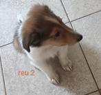 Schotse Collie  9 weken mag gelijk mee nog 1 reu, Dieren en Toebehoren, Honden | Herdershonden en Veedrijvers, Rabiës (hondsdolheid)