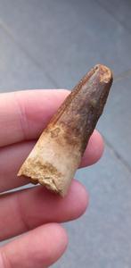 Spinosaurus tand uit marokko, dinosaurus fossiel, Ophalen of Verzenden, Fossiel