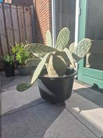 Opuntia Schijfcactus in Pot, Ophalen, Minder dan 100 cm, In pot, Cactus