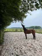 Pensionstalling aangeboden, Dieren en Toebehoren, Stalling en Weidegang, Stalling