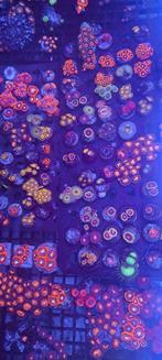 Mooie koralen voor het zeeaquarium, Dieren en Toebehoren, Ophalen, Nieuw, Plant(en), Steen of Hout