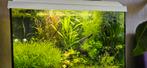 Juwel aquarium 60x30x40, Ophalen, Gebruikt, Leeg aquarium