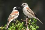 kaapse mus, Dieren en Toebehoren, Meerdere dieren, Tropenvogel, Geringd