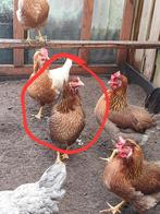 Jonge hen - aan de leg - Welsumer kruising, Dieren en Toebehoren, Pluimvee, Vrouwelijk, Kip