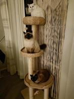 Ragdoll x thai Siamees, Poes, Gechipt, 6 jaar of ouder