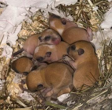 Handtamme gerbil pups beschikbaar voor biedingen