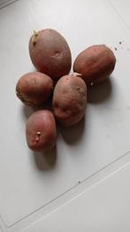 Poters Pootaardappelen Tiamo, Ophalen of Verzenden, Voorjaar, Volle zon, Knol