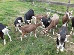 Prachtige makke toggenburger sikjes!!, Dieren en Toebehoren, Schapen, Geiten en Varkens, Vrouwelijk, Geit, 0 tot 2 jaar