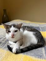 Poes ter overname, Dieren en Toebehoren, Poes