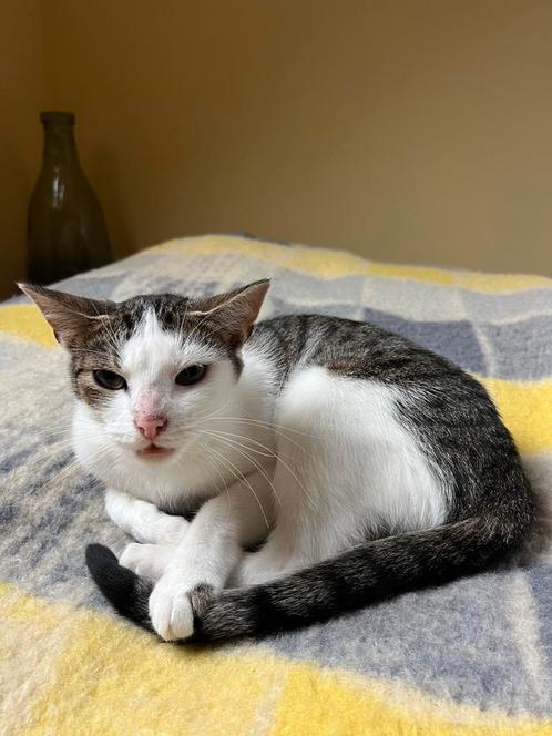 Poes ter overname, Dieren en Toebehoren, Katten en Kittens | Overige Katten, Poes