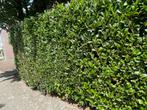 Gratis haag, Tuin en Terras, Ophalen, Overige soorten, 100 tot 250 cm