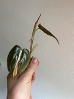 Philodendron silver stripe, verse kopstek, Ophalen of Verzenden, Overige soorten, Minder dan 100 cm