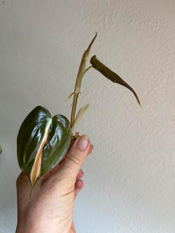 Philodendron silver stripe, verse kopstek beschikbaar voor biedingen