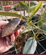 Laatste muskusschildpadden kleinblijvende muskus schildpad, Dieren en Toebehoren, Schildpad